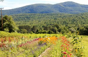 Woods Market Garden 014