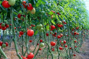 Woods Market Garden 017