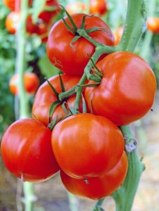 tomatoes for poster