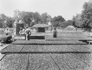 B&W Pic of Almond Harvest