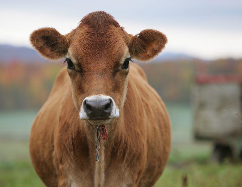 Spotlight on Cabot Creamery Middlebury Food Coop