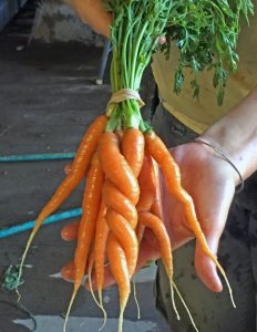 Twisted Carrots 8.5 X 11