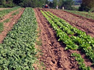 spinach and lettuce