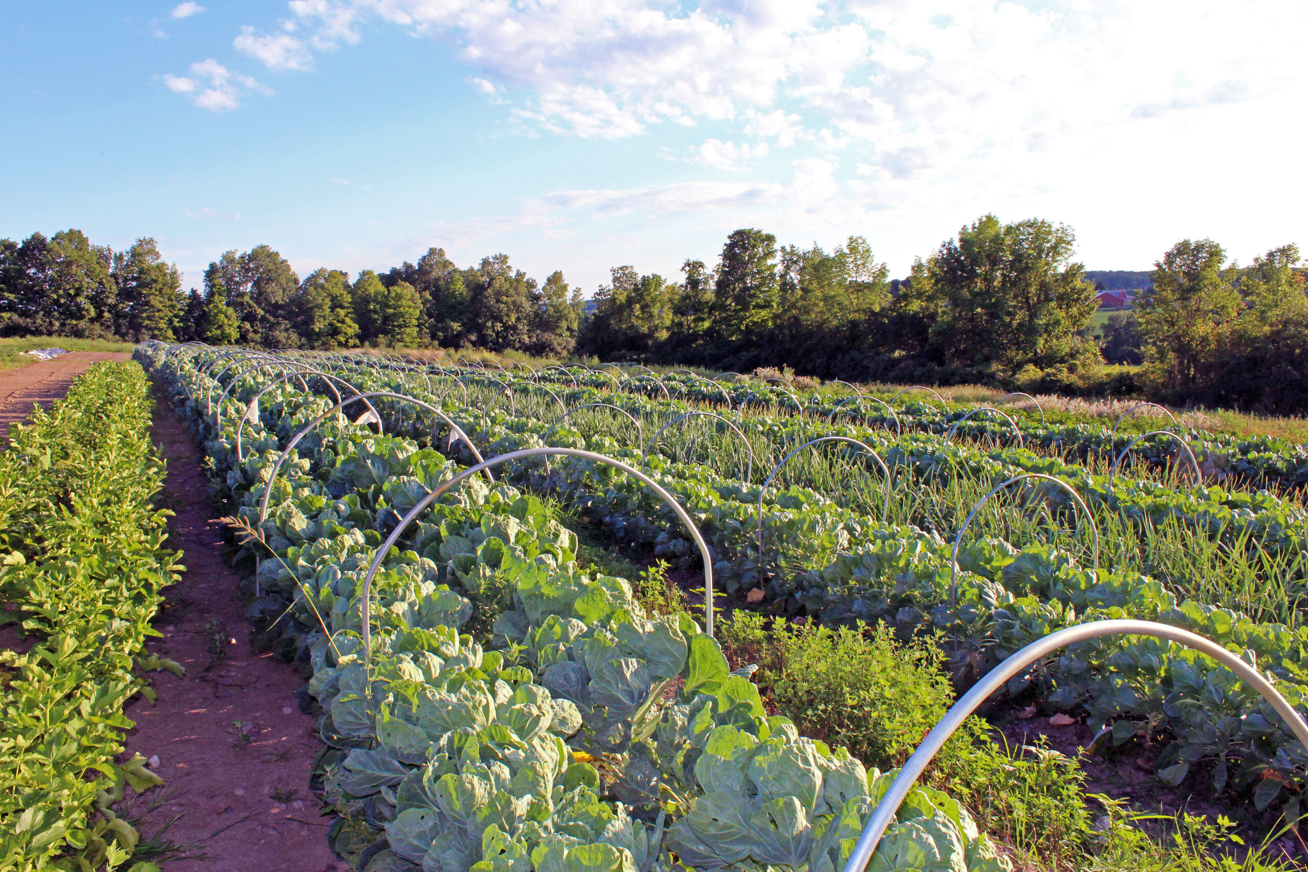 beautiful-fields-of-produce-2