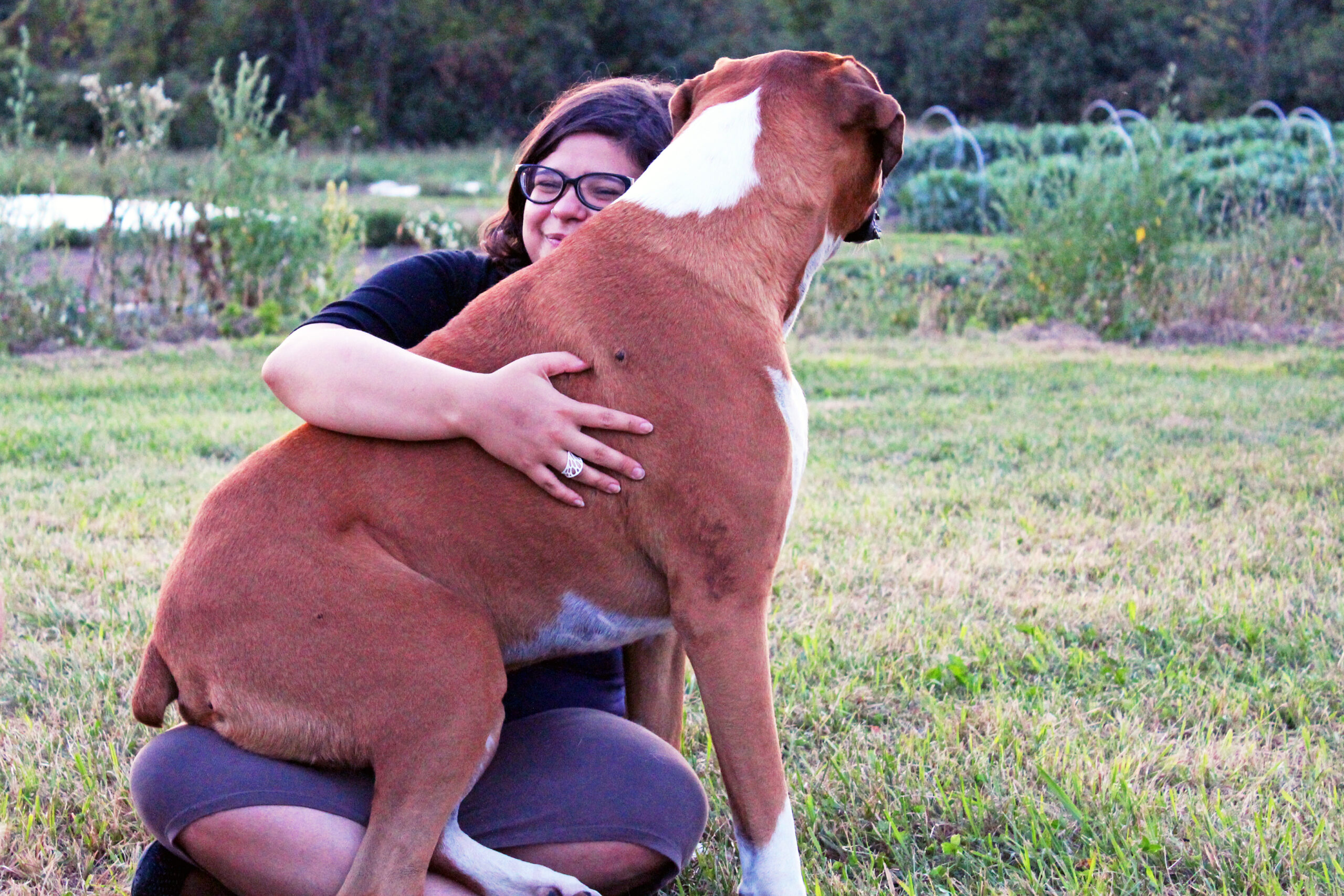 chester-the-lap-dog