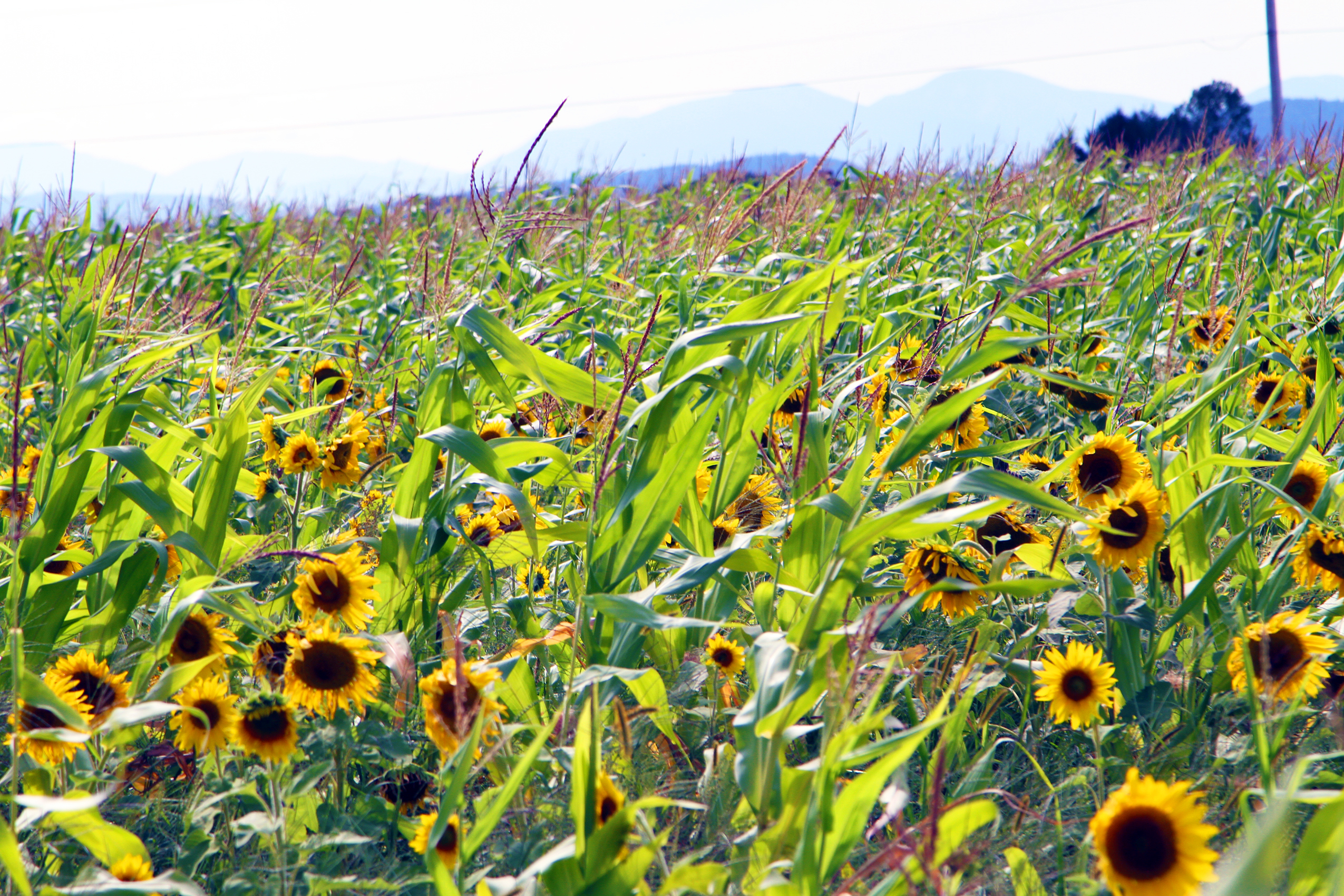 How to Plant Corn And Sunflowers Together  