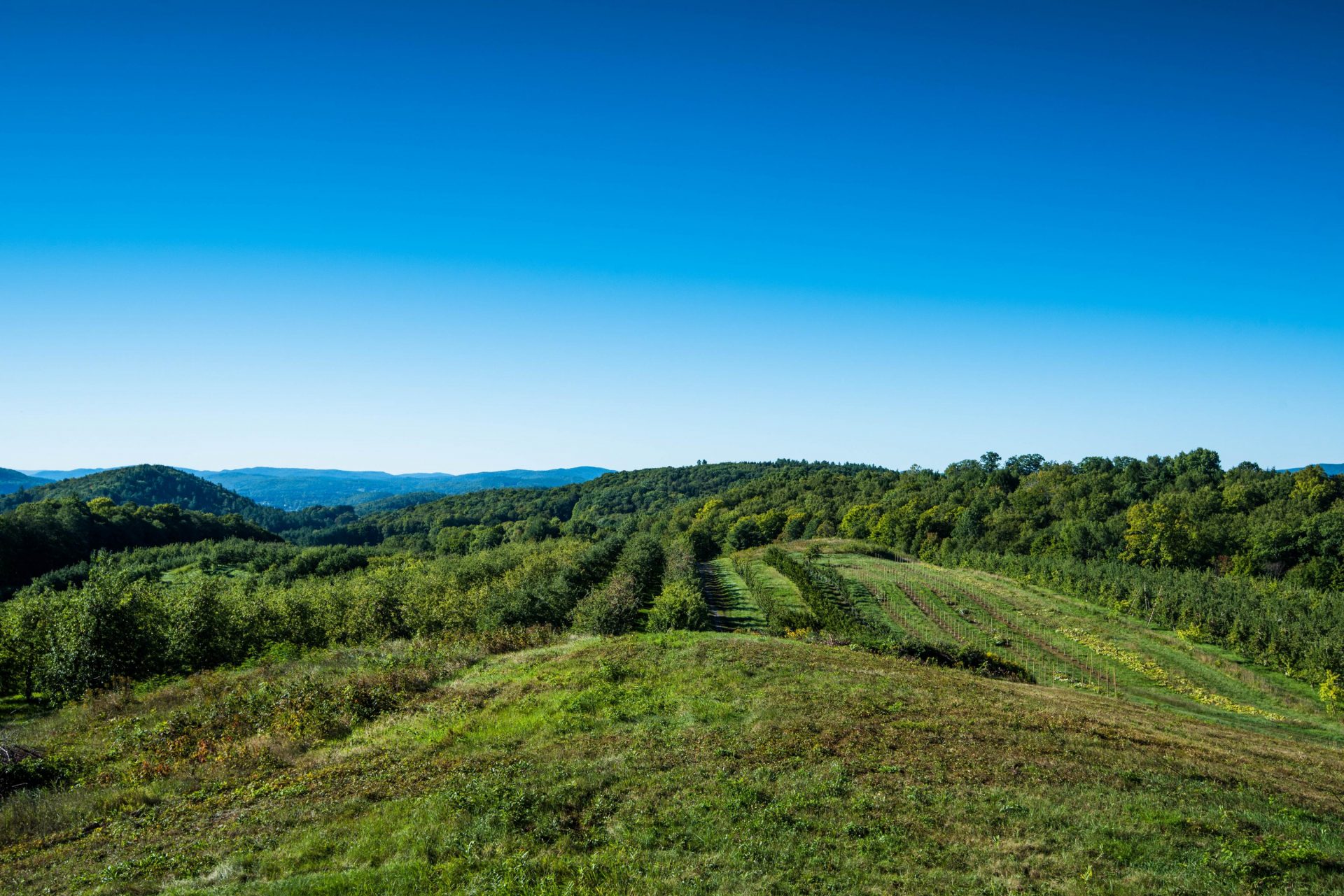Spotlight on Scott Farm Middlebury Food Coop