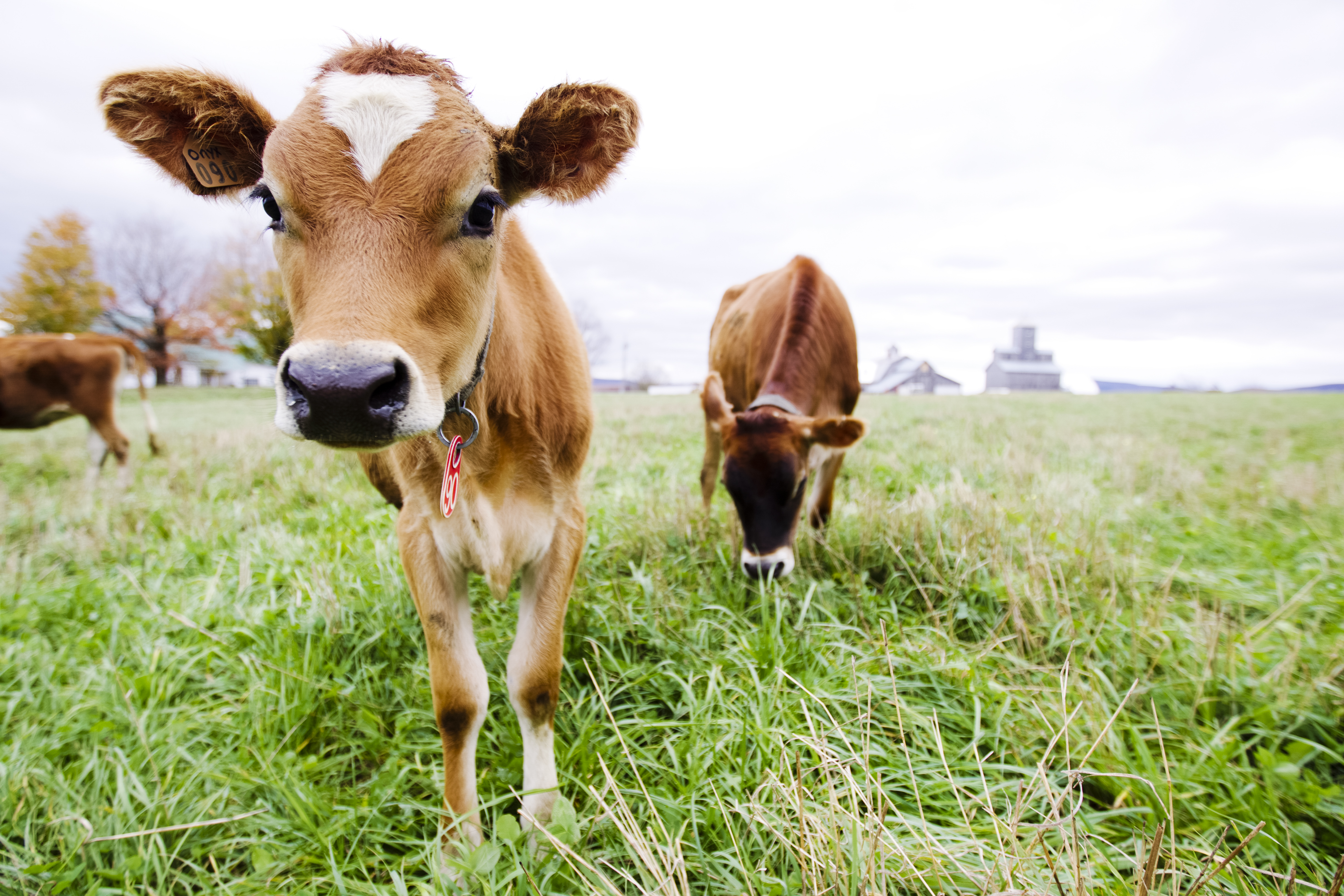 Butterworks Jersey Cows are now 100% Grass Fed!! - Butterworks Farm