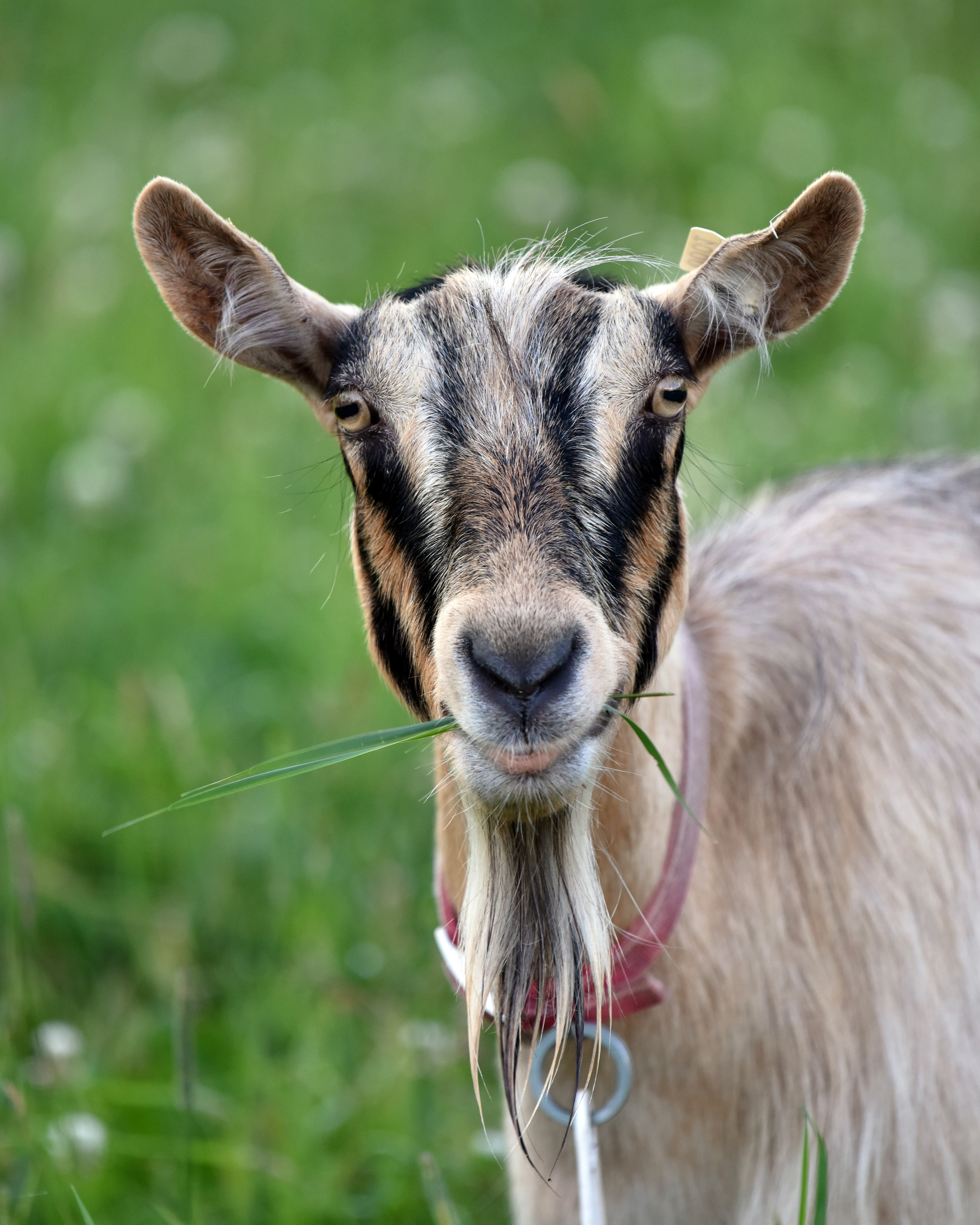 Barn First Creamery: Maverick Makers of Farmstead Goat Cheese