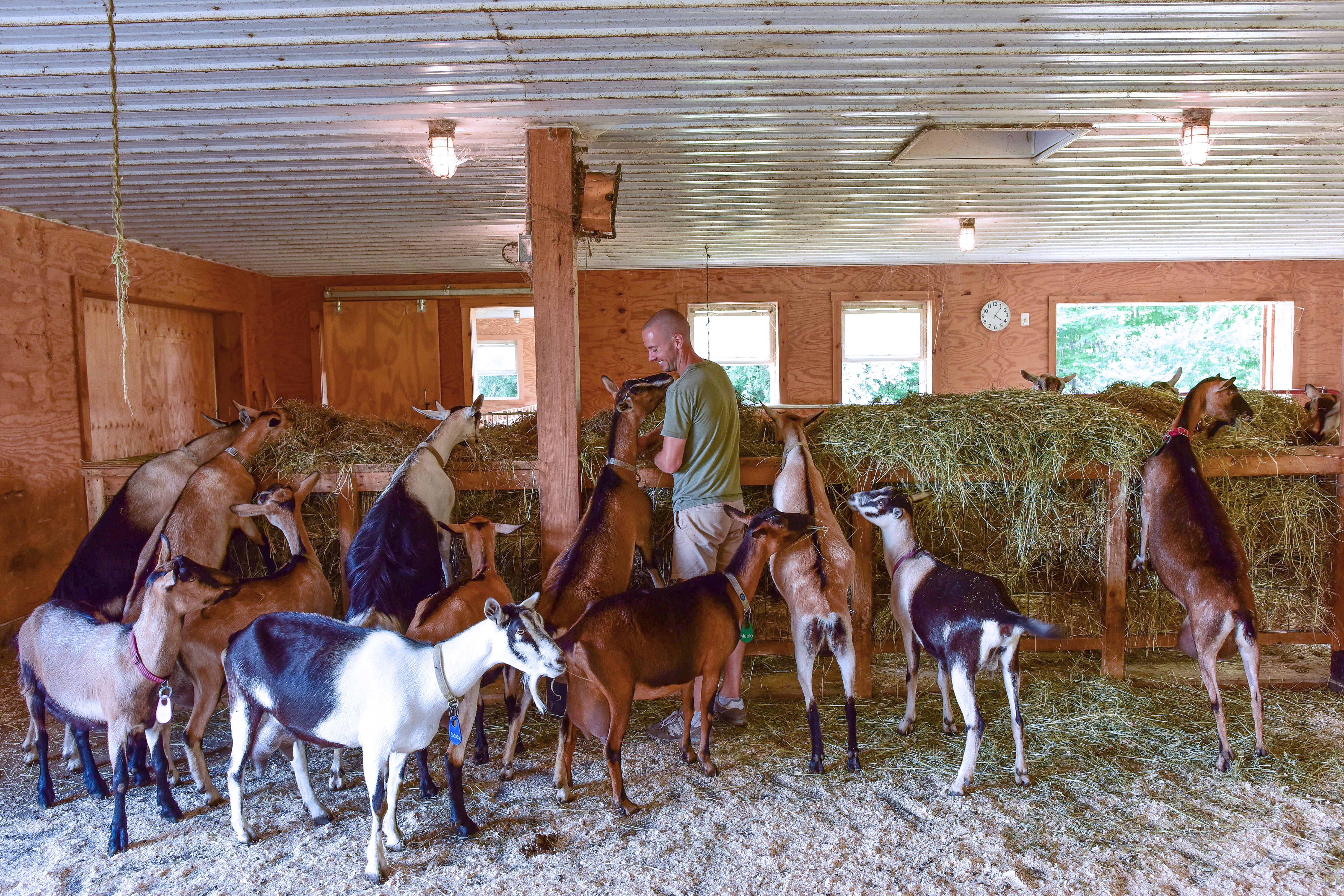 Barn First Creamery: Maverick Makers of Farmstead Goat Cheese