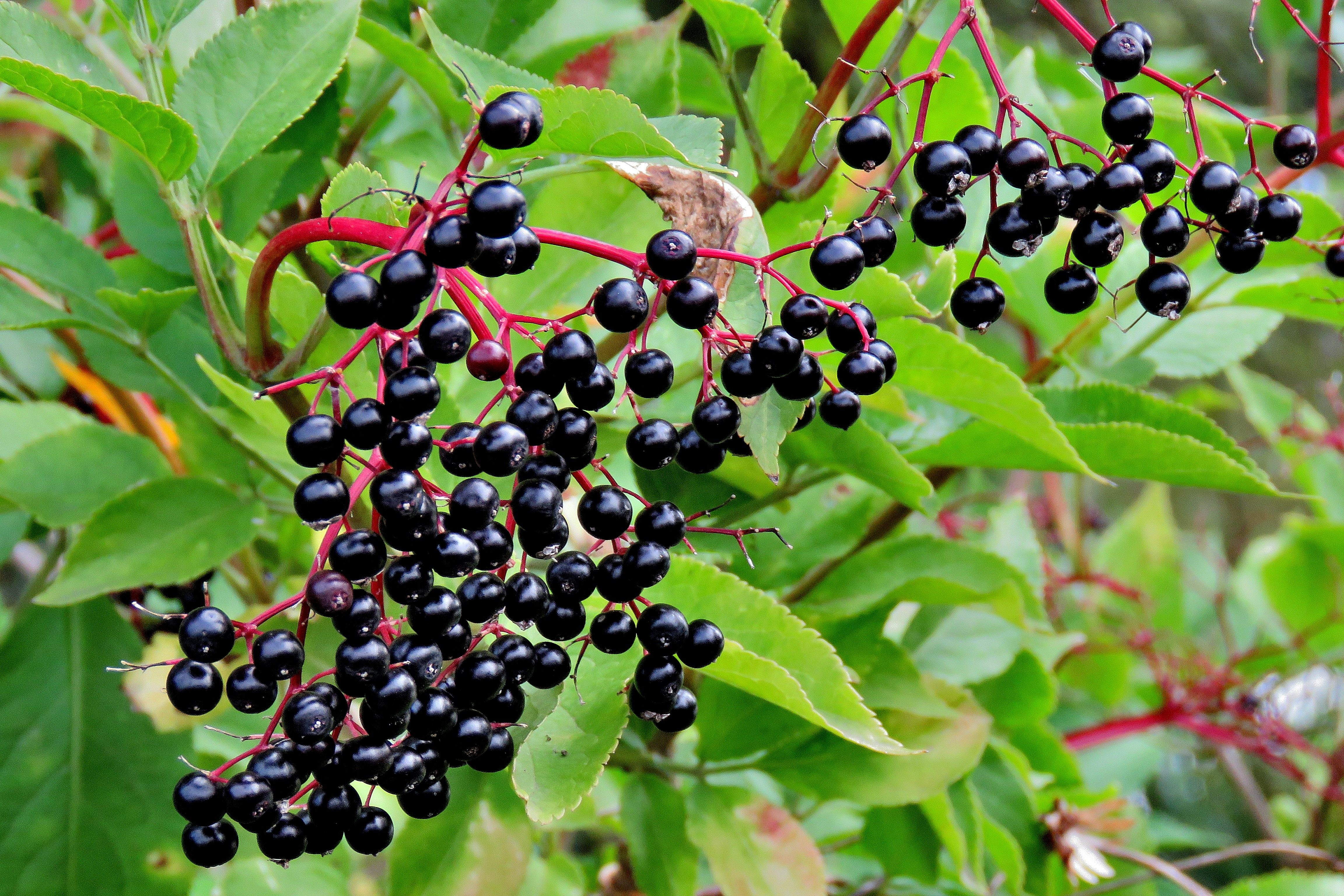 Elderberry