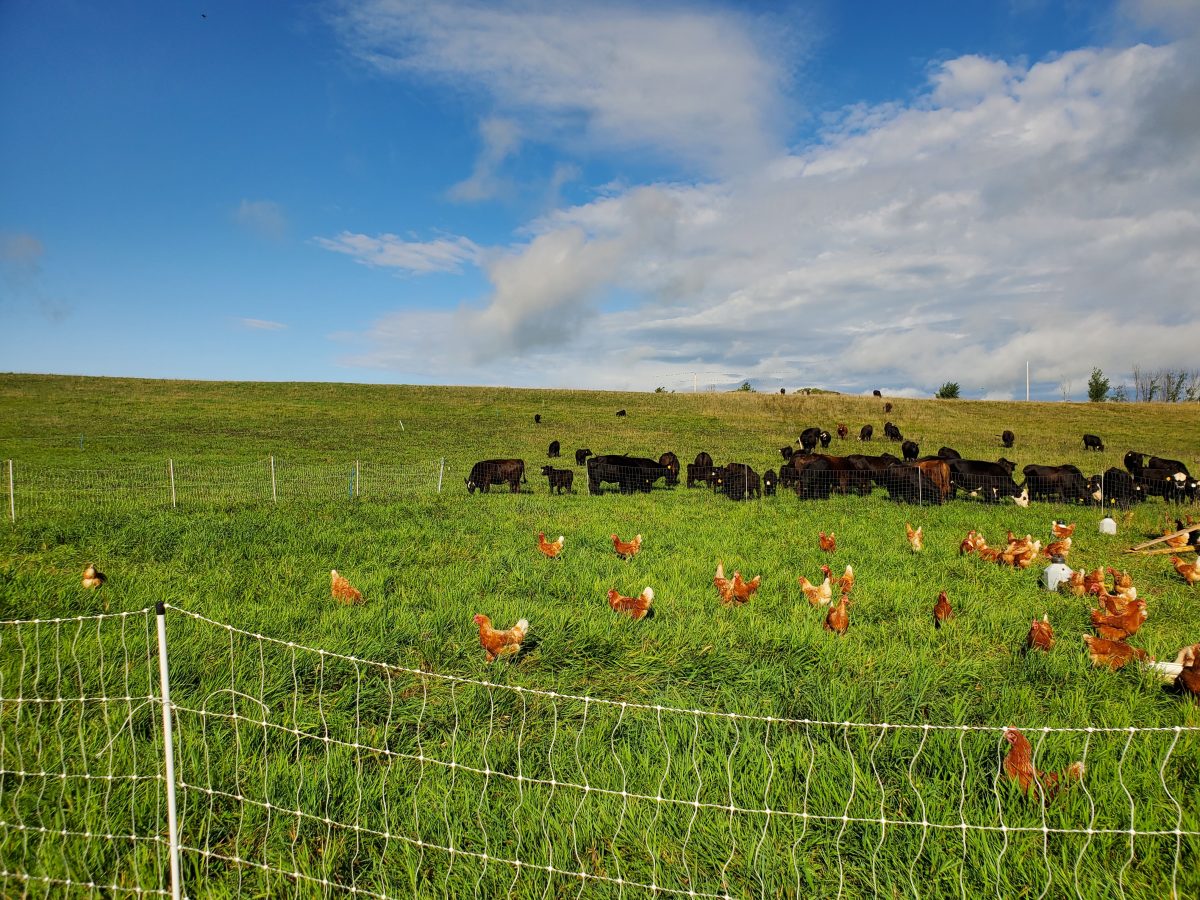 Spotlight on Lucas Family Farms Middlebury Food Coop