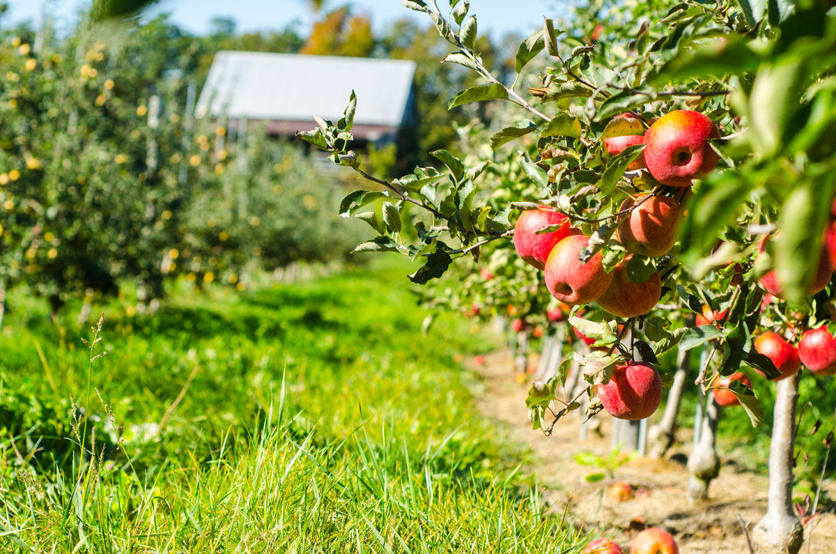 McIntoshApple Box - Champlain Orchards