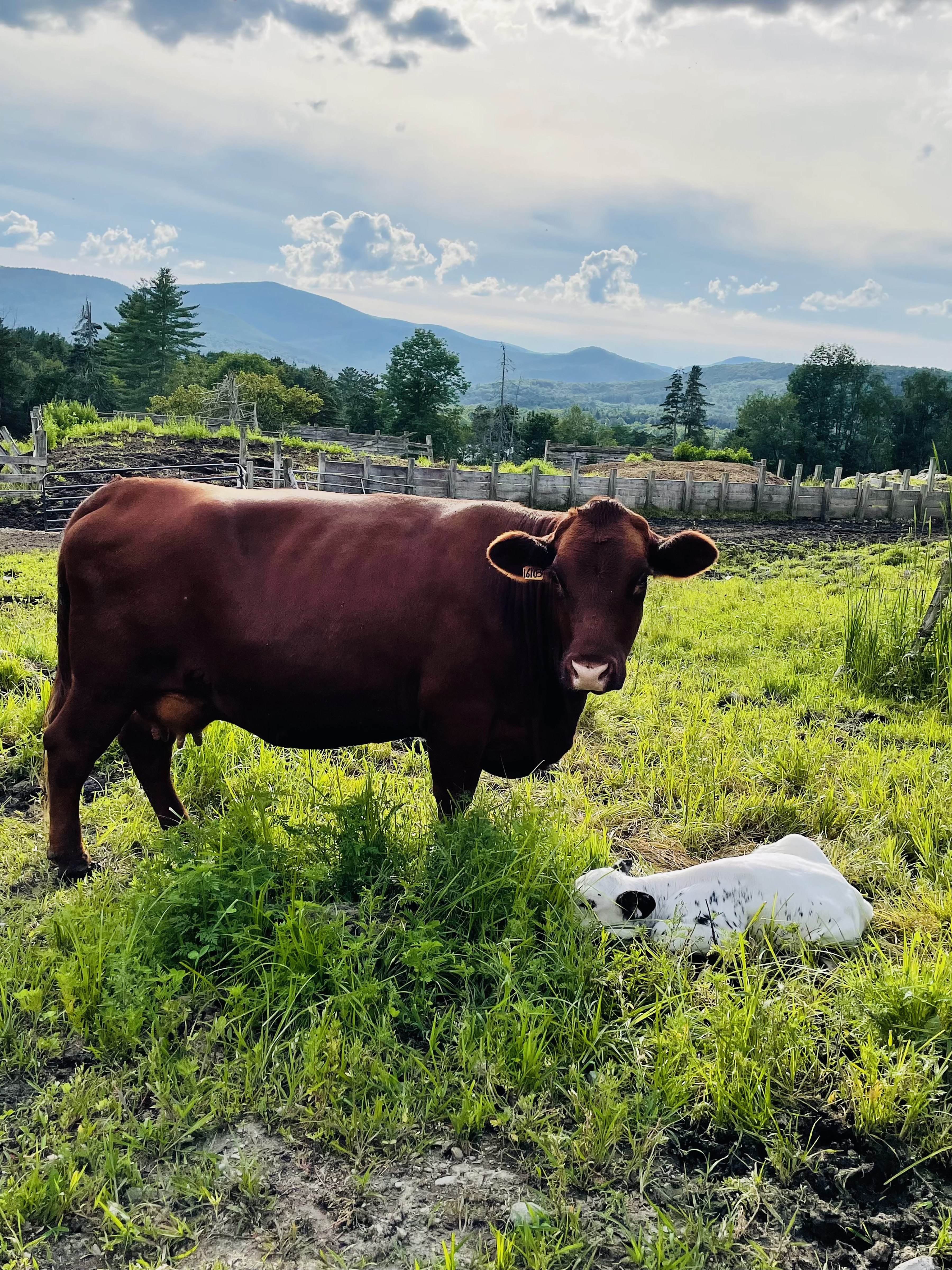 2019 COWS - Youth Short Sleeve T-Shirt – MOFGA's Online Country Store