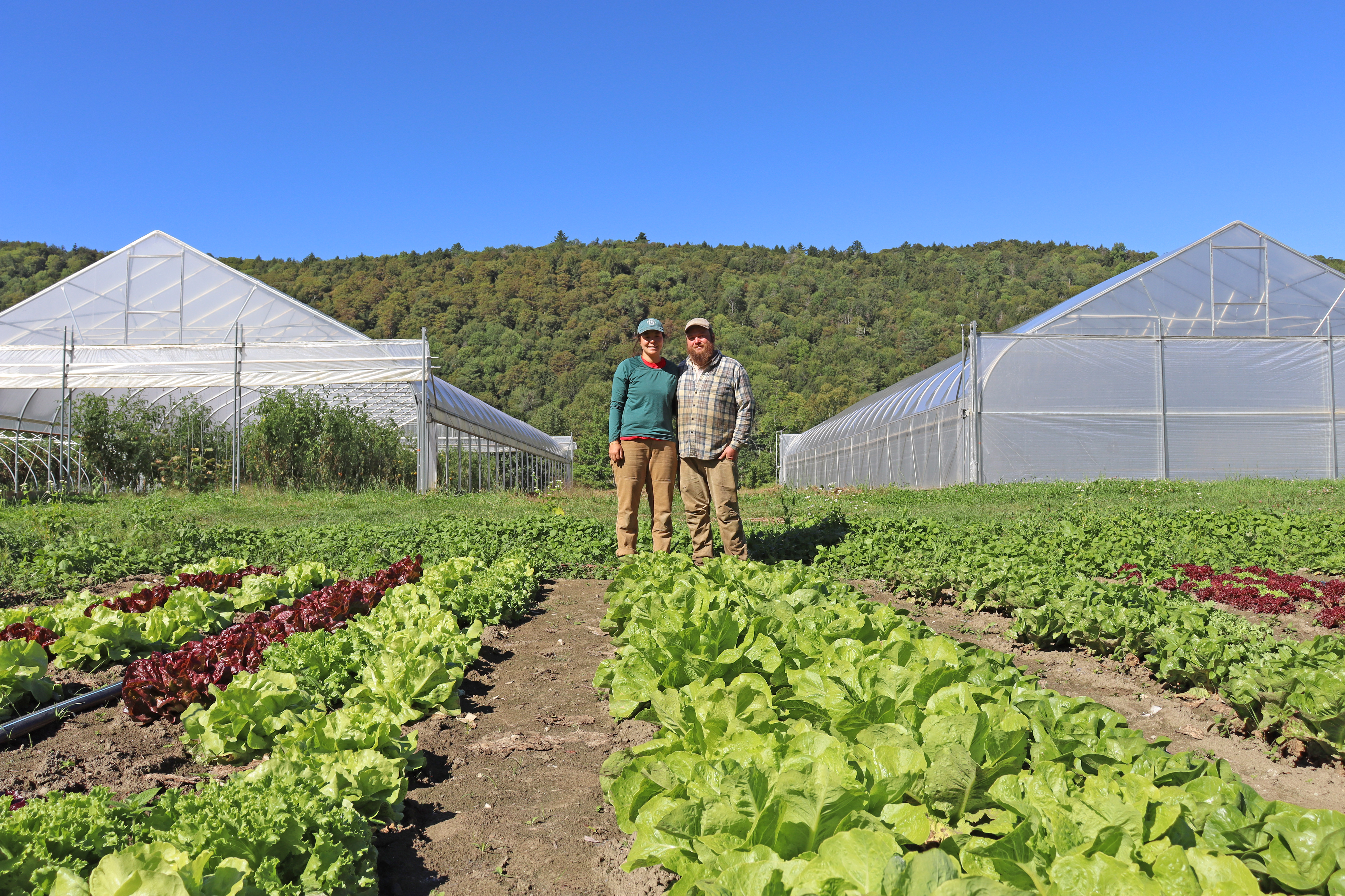 A Rose by Any Other Colour Would Have a Different Meaning! - Salisbury  Greenhouse - Blog