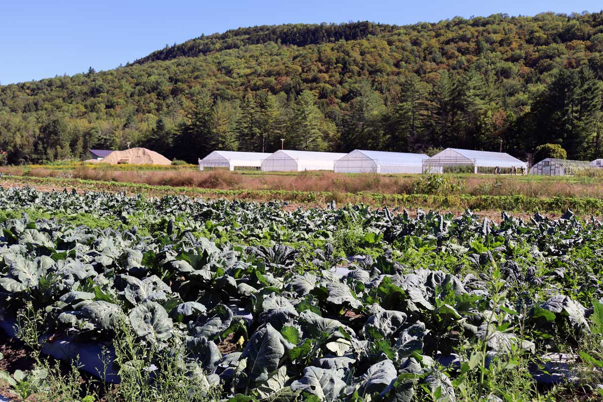 New Zealand Dairy Farms Are Converting to Avocado Orchards