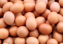 eggs