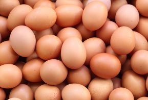 eggs